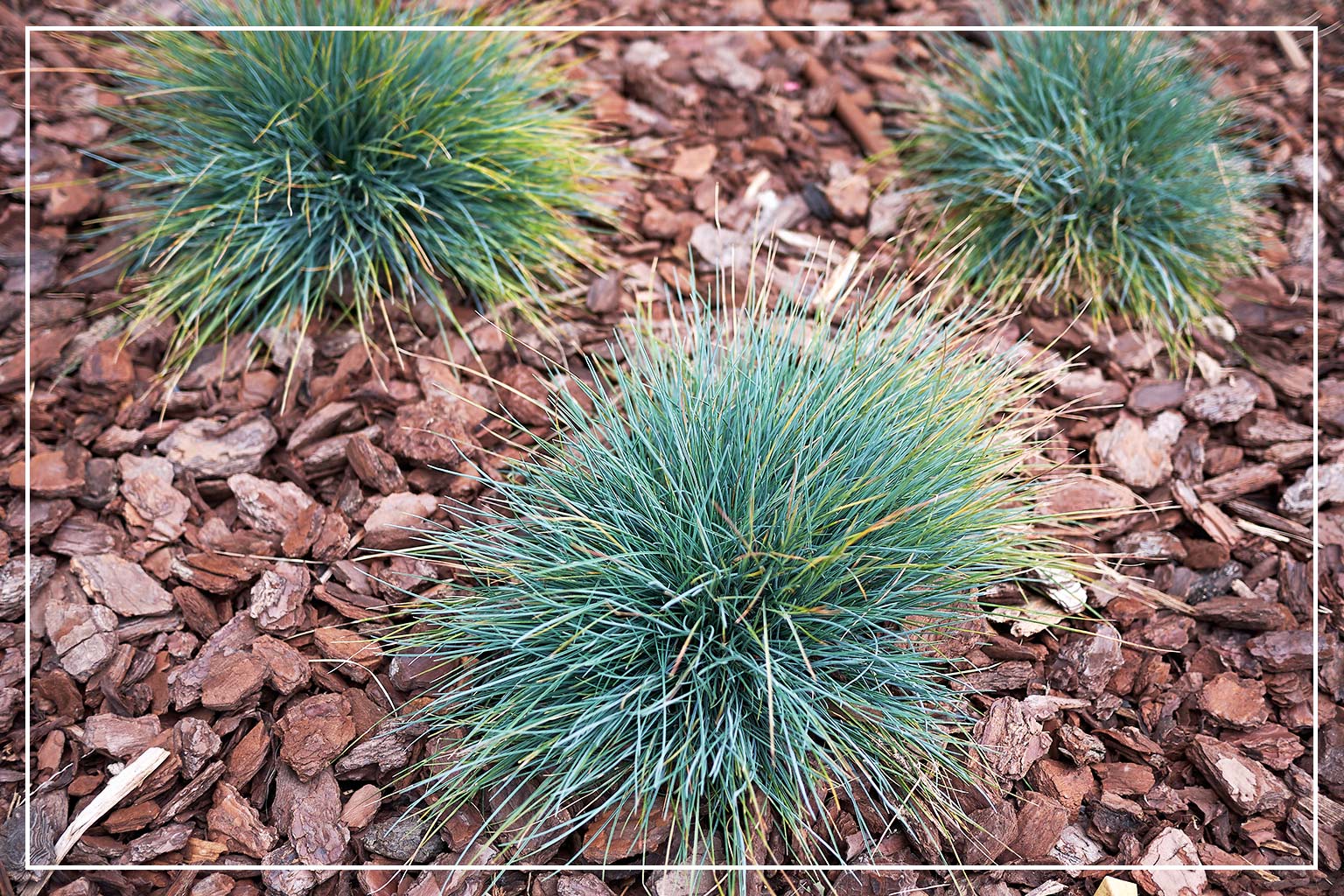 ornamental grass clumps in rock garden