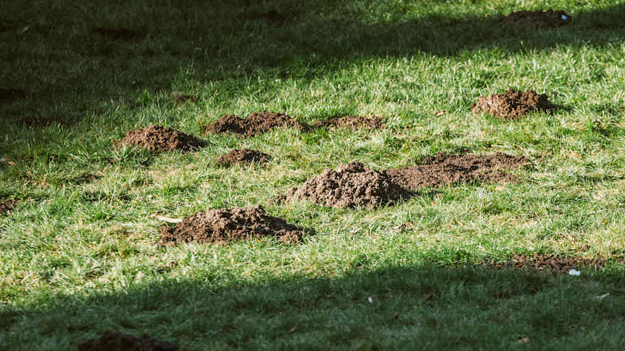 Plague of mole hills on the lawn