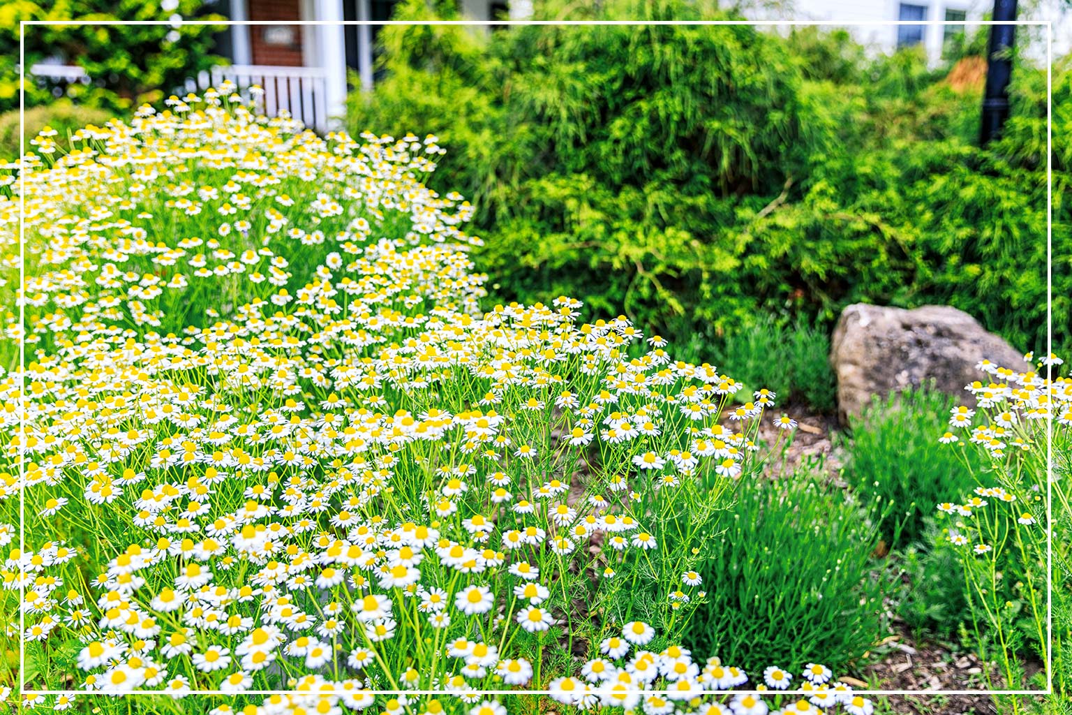 backyard garden with chamomile flowers blooming