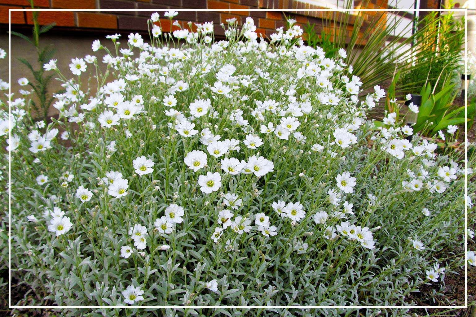 snow-in-summer flowers