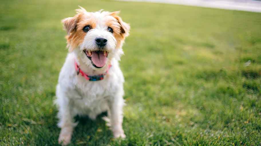 Dog plays with frisbee on the lawn