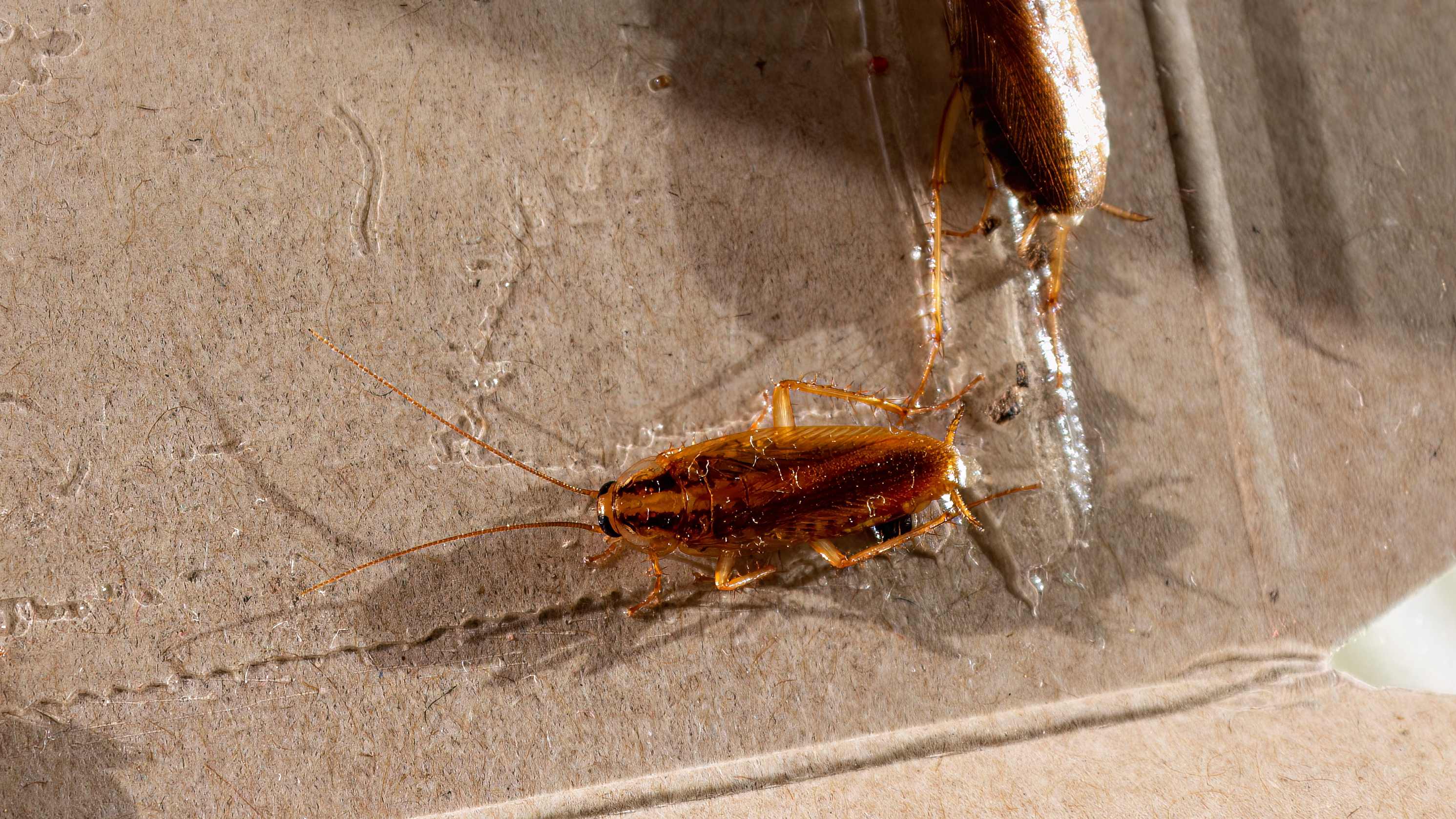 Roaches stuck in a glue trap 