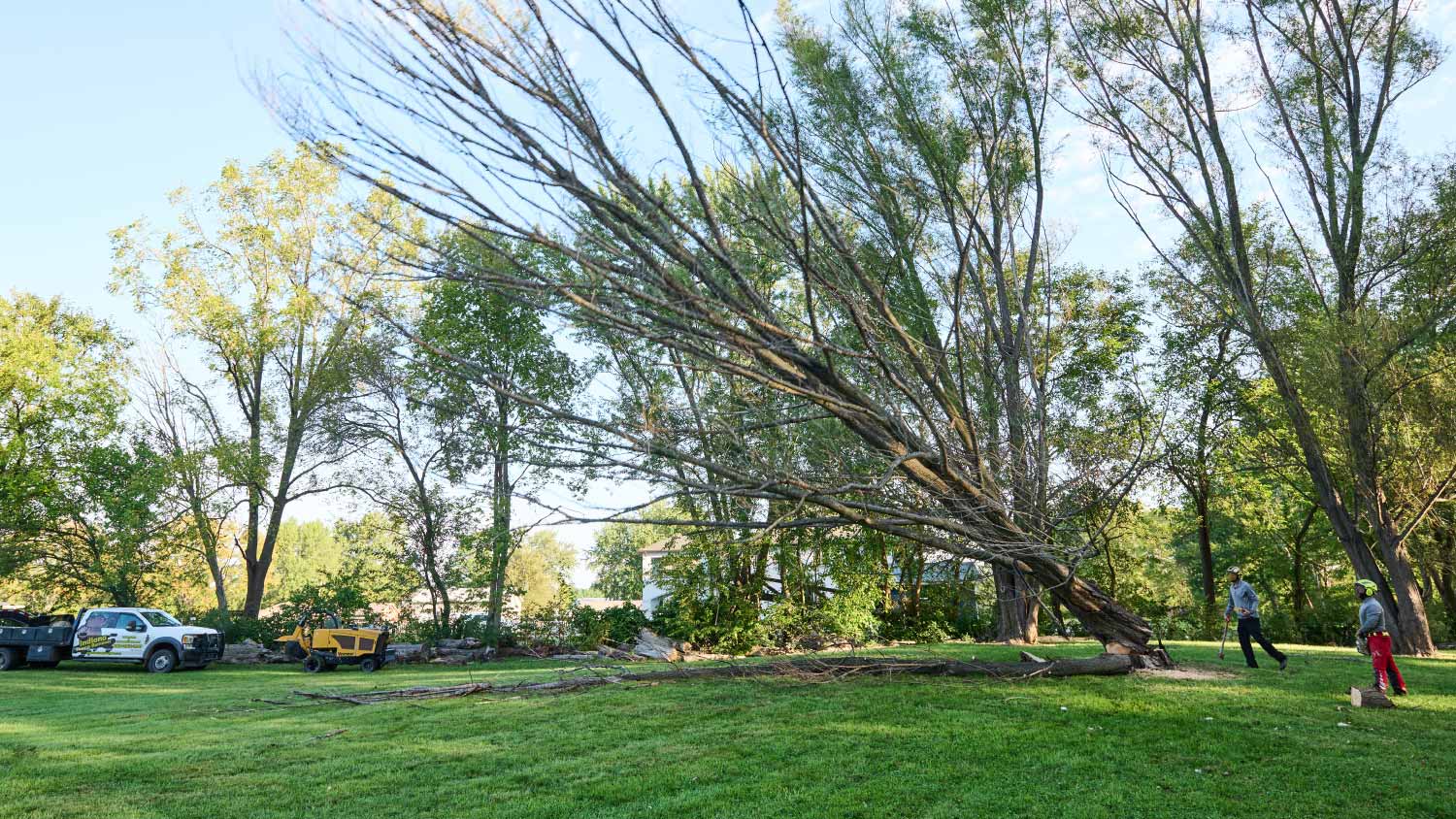 Professional removing a tree