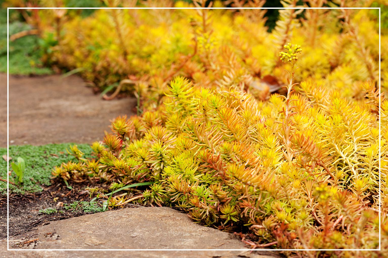 stonecrop succulents along garden path