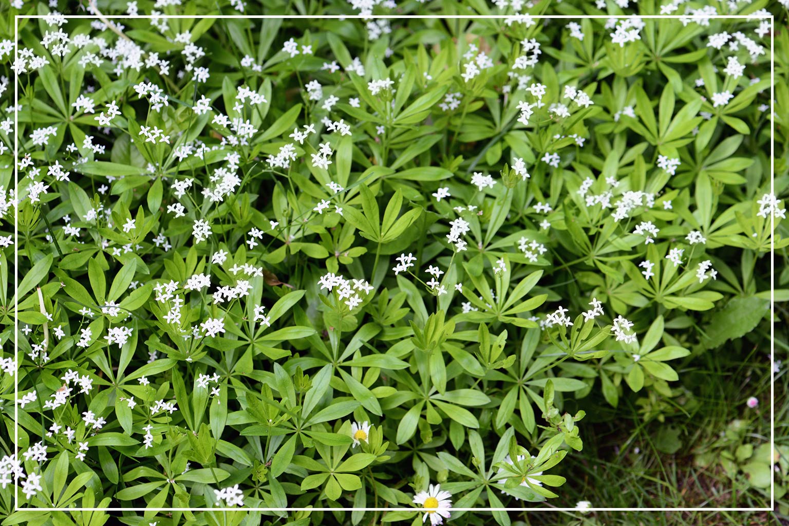 sweet woodruff flowers up close