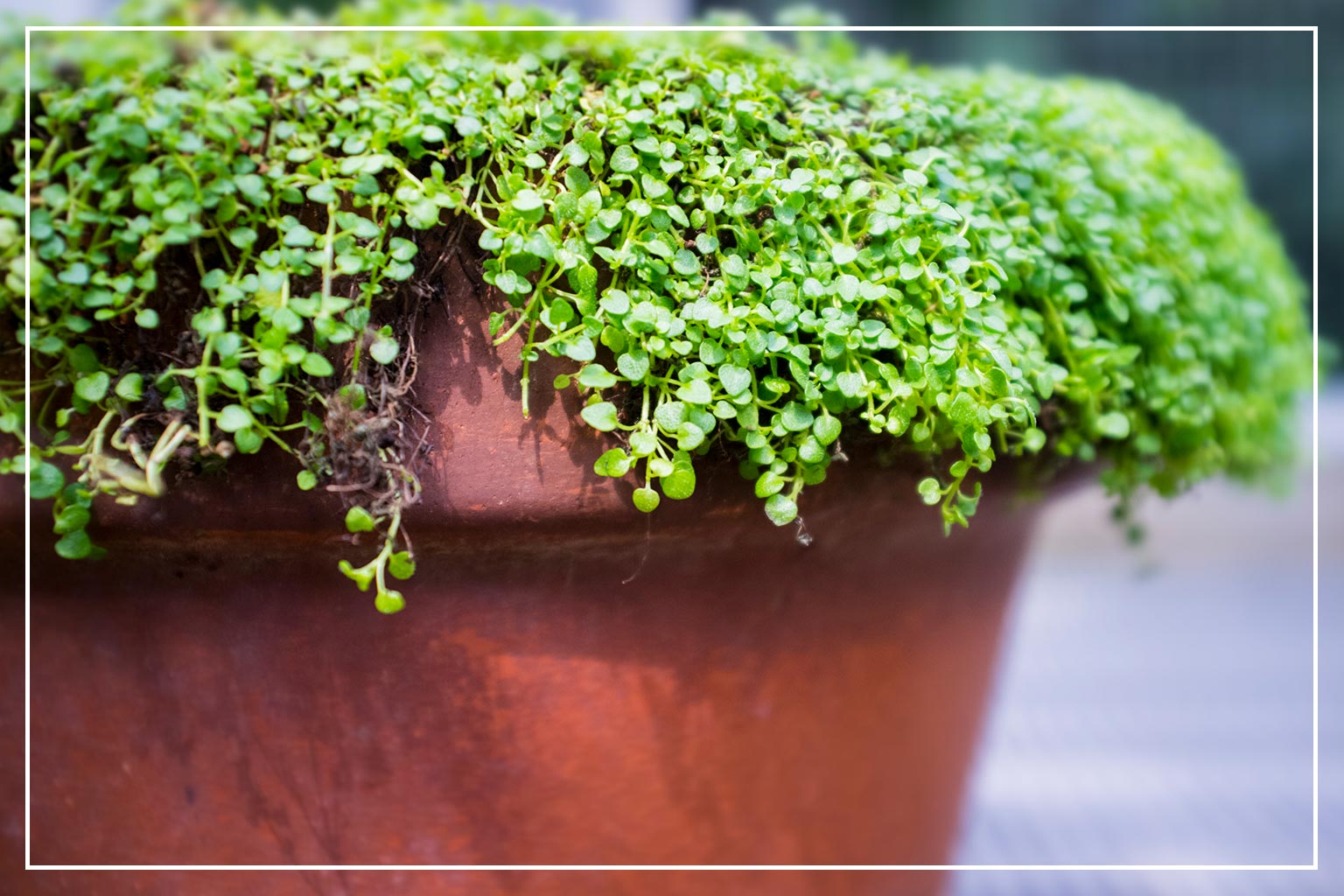 Corscican mint in red planter