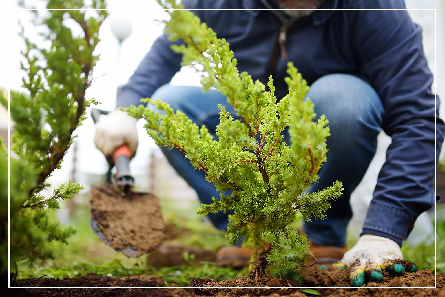 Man planting shrub bush close up