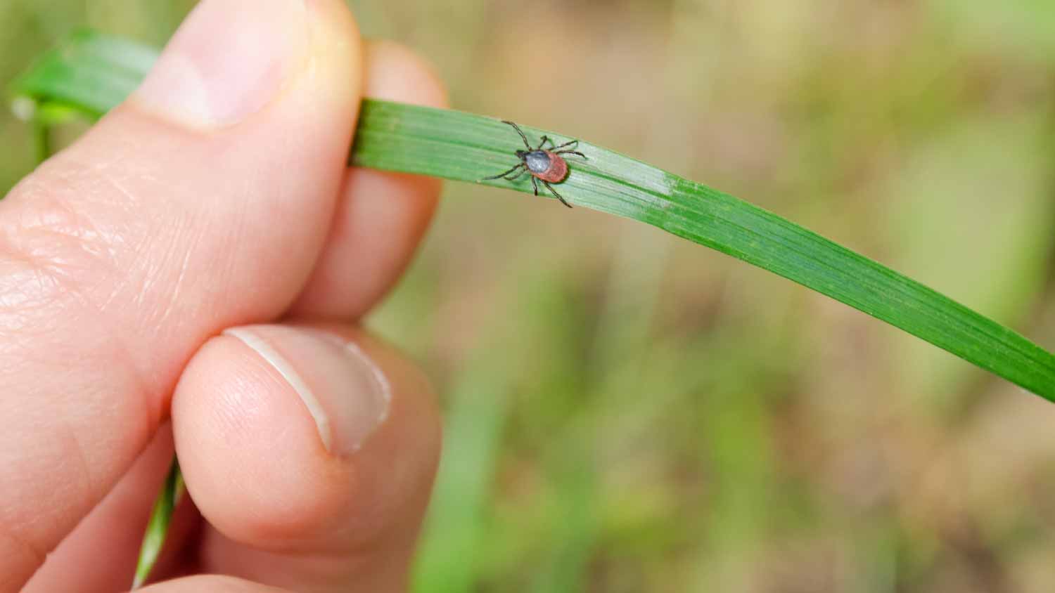 Adult tick walking on grass