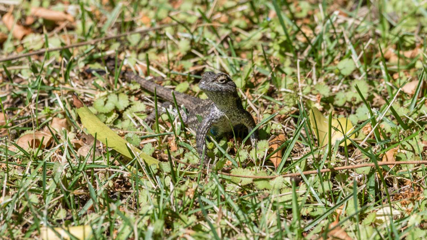 Alligator lizard in the garden