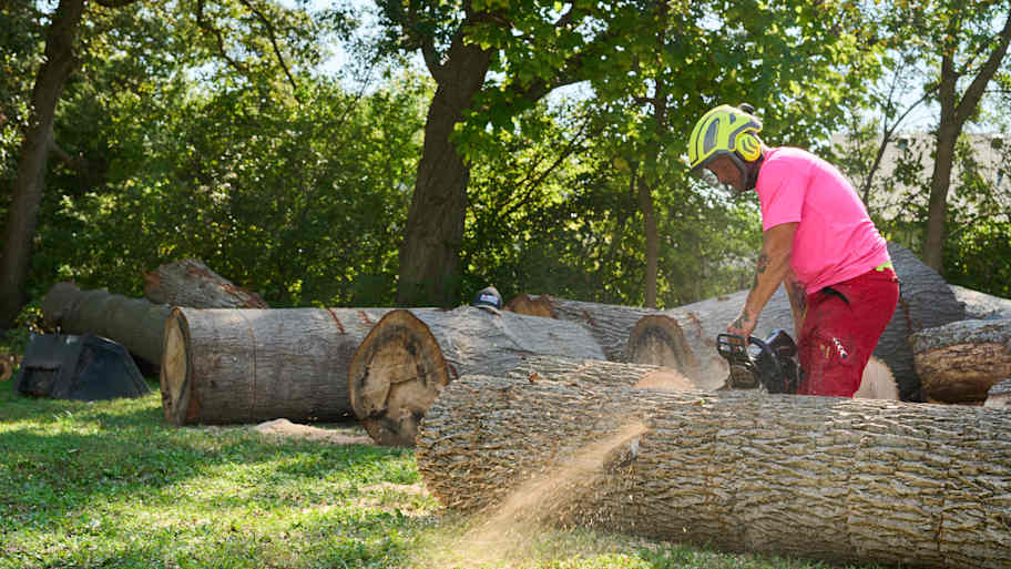 Angi Indianapolis Pro Cutting a Tree