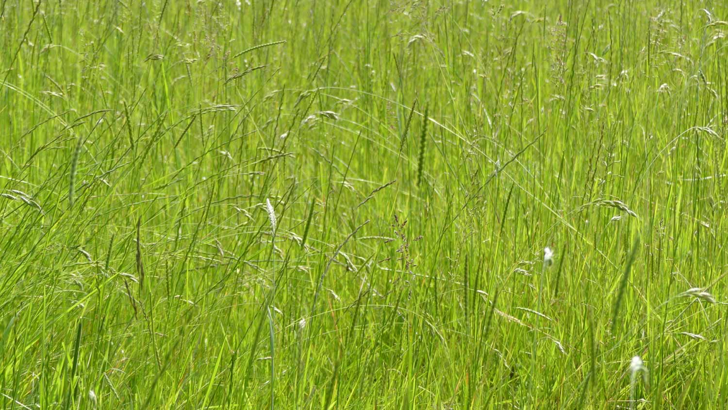 Bahia grass background