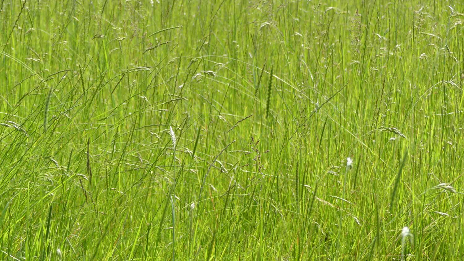 Bahia grass background 