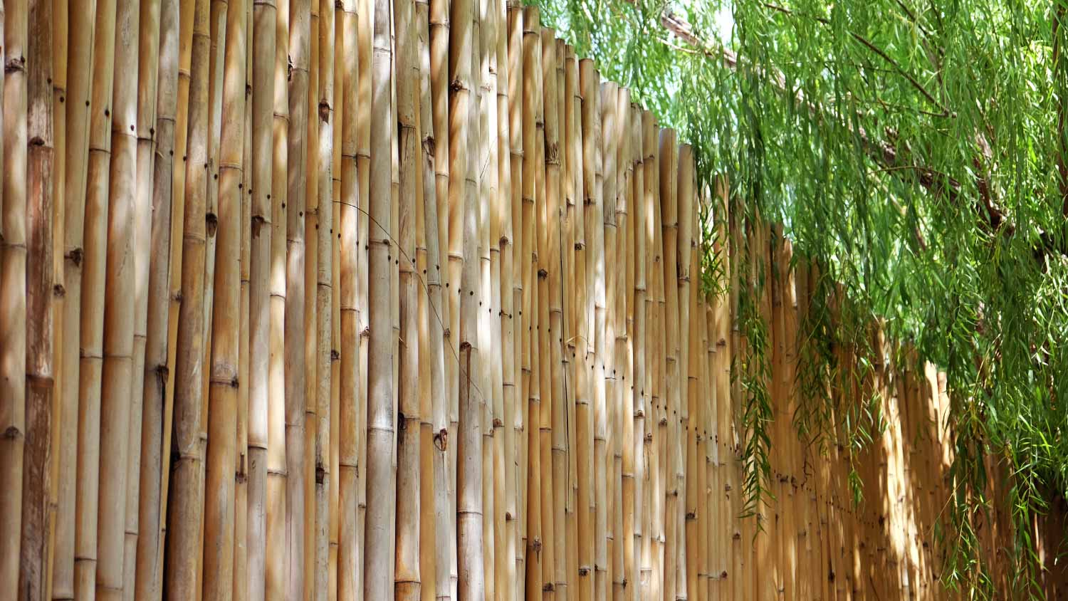 Bamboo fence next to willow tree 