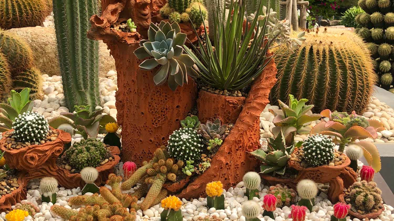 Beautiful Cactus Garden