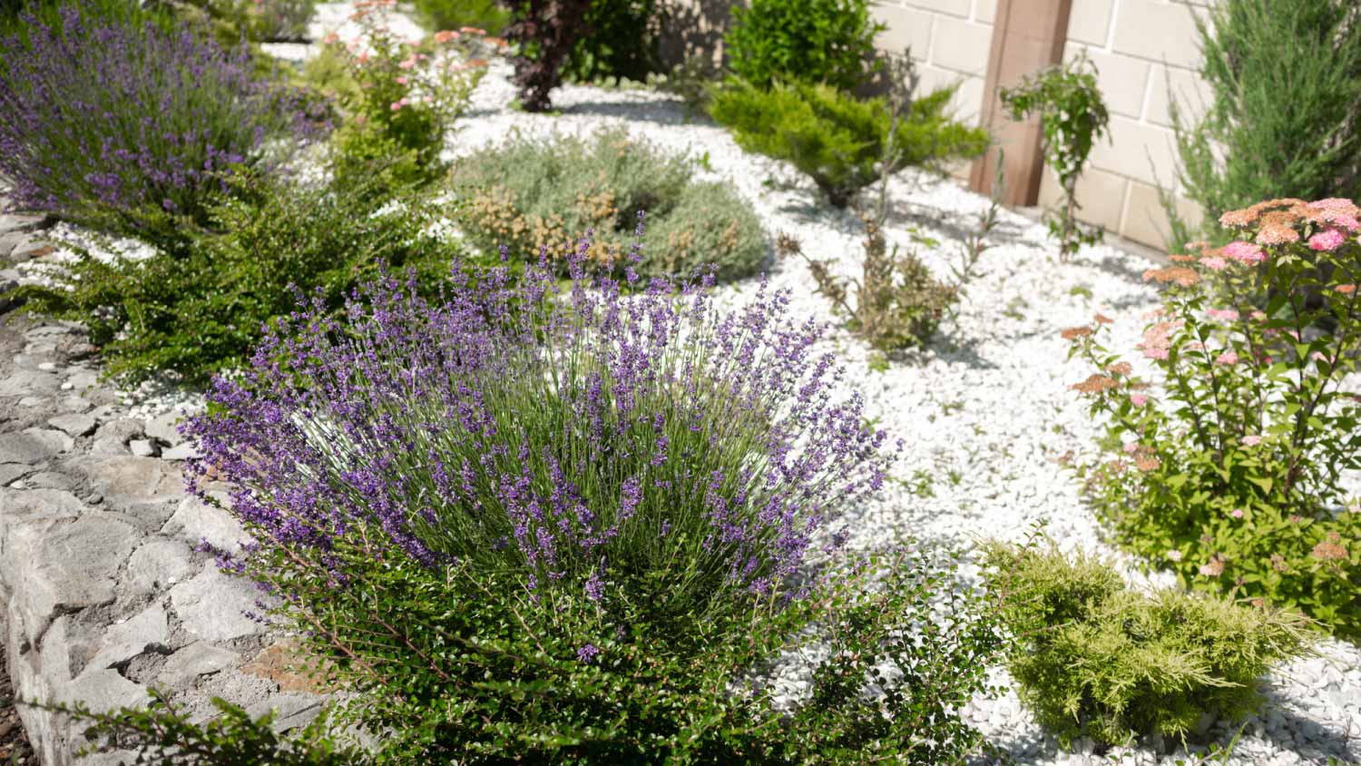 Beautiful colorful flower bed