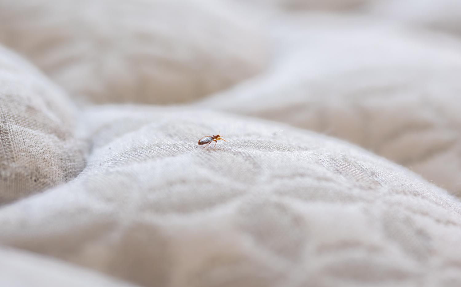 How to Get Rid of Bed Bugs Safely, Quickly and Effectively