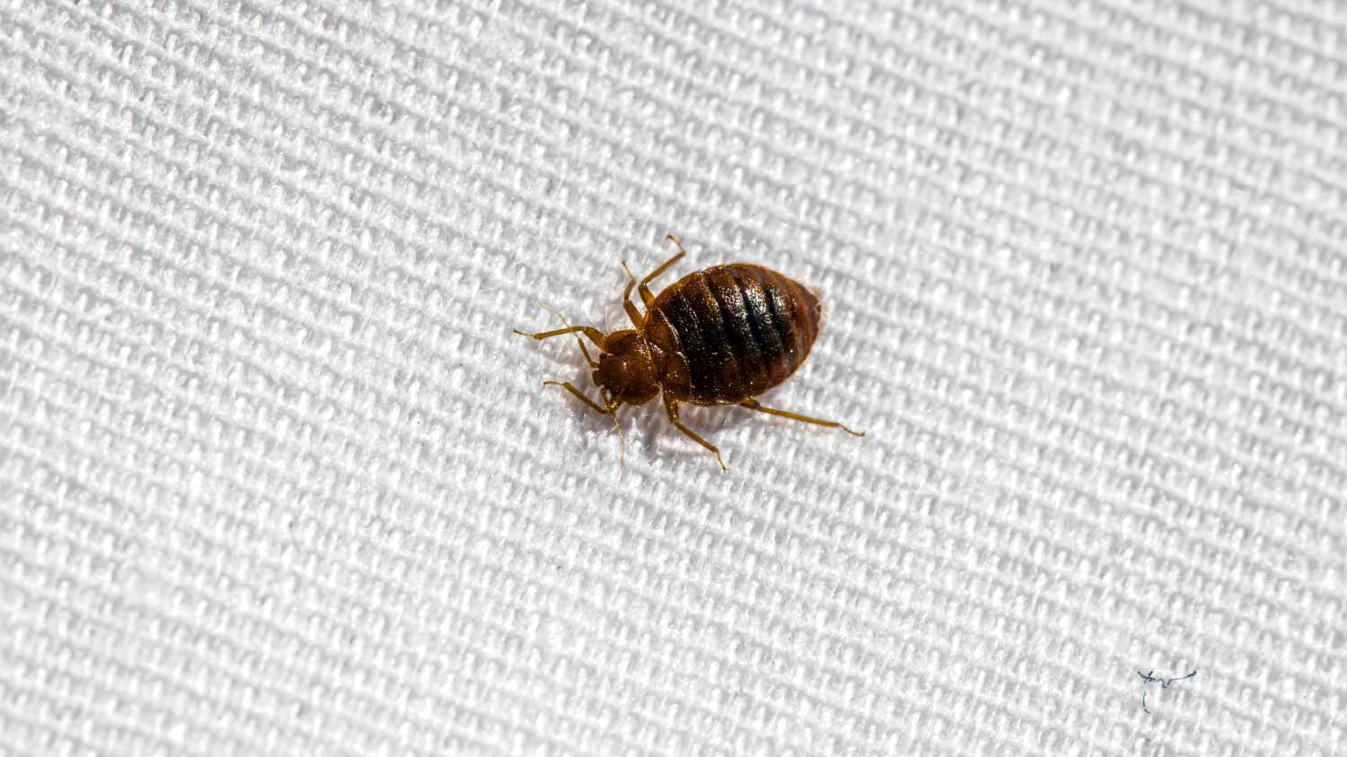 Bed bug up close