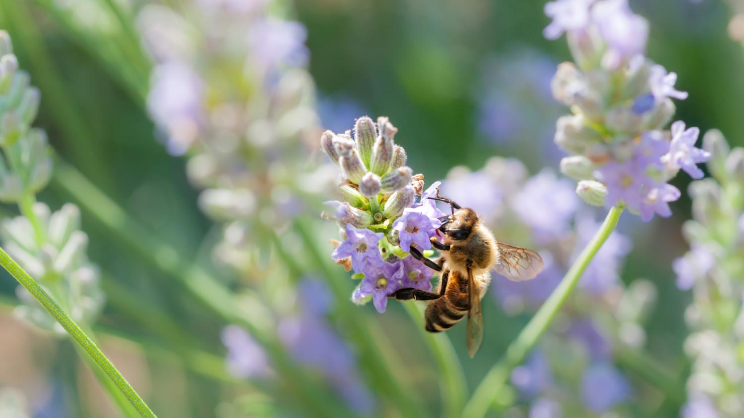 A bee on a Lavender Flower