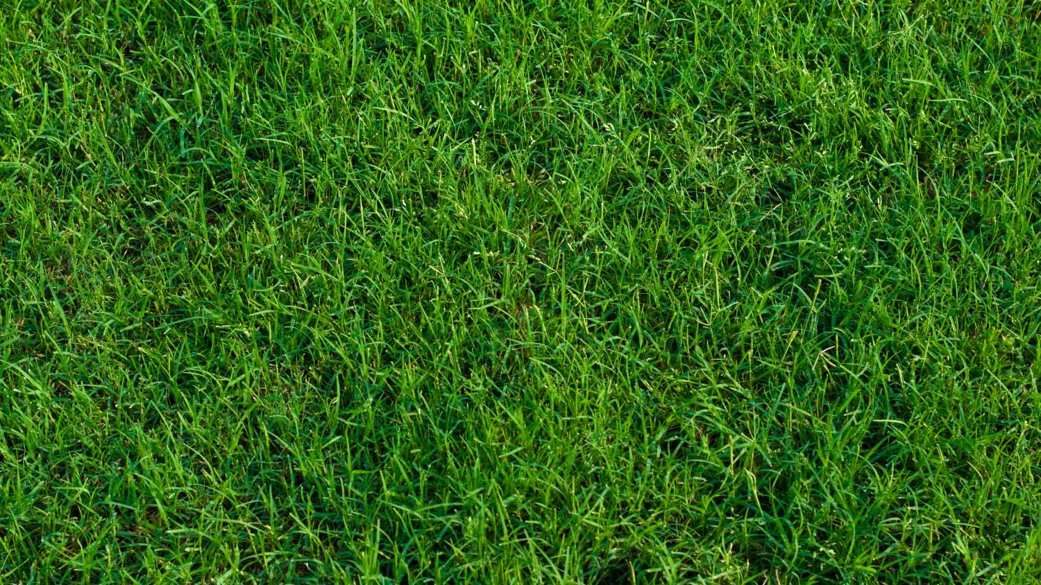 Bermuda grass background