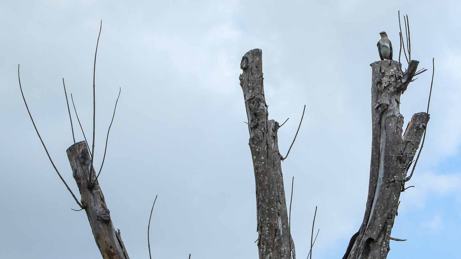 Bird on a dead tree