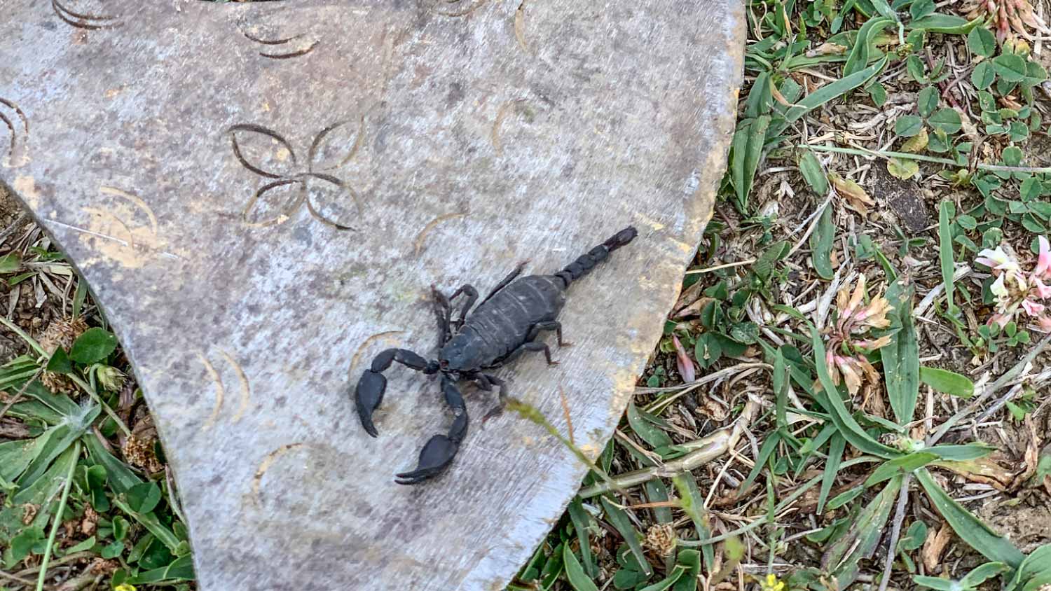 Black scorpion on the ground