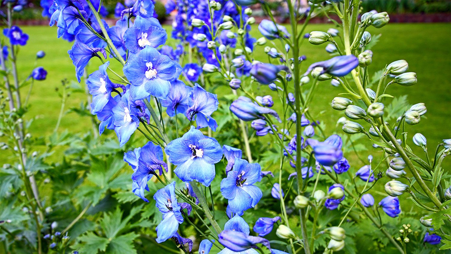 Blue delphinium close up