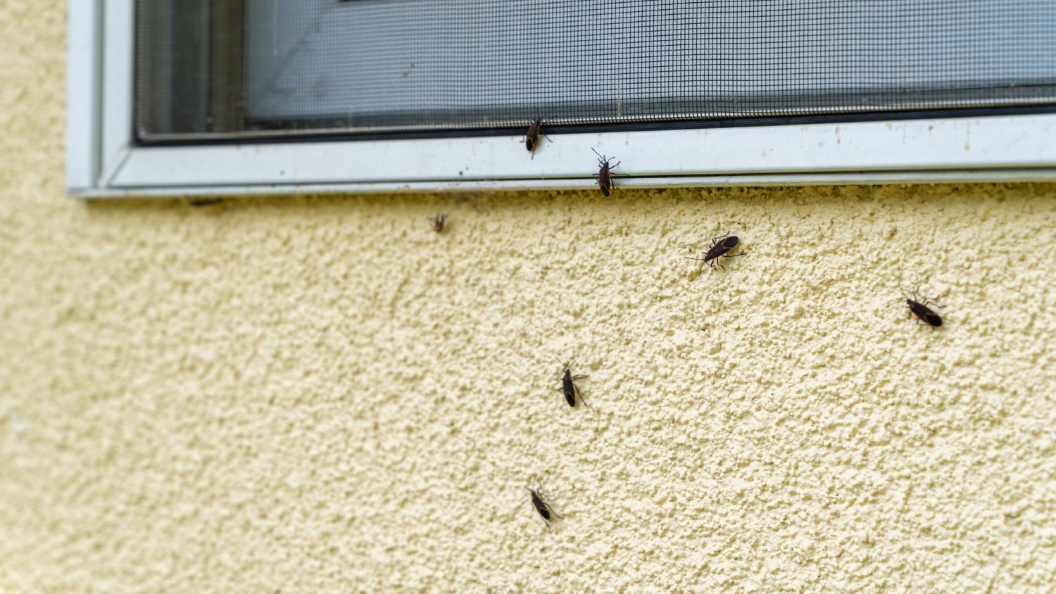 Box Elder bugs walking in the siding of a house