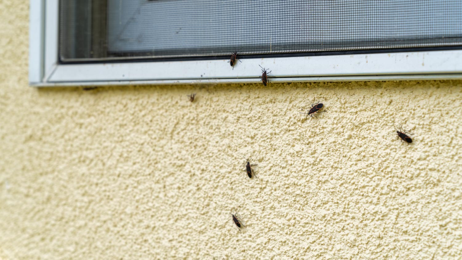 Box Elder bugs walking in the siding of a house 