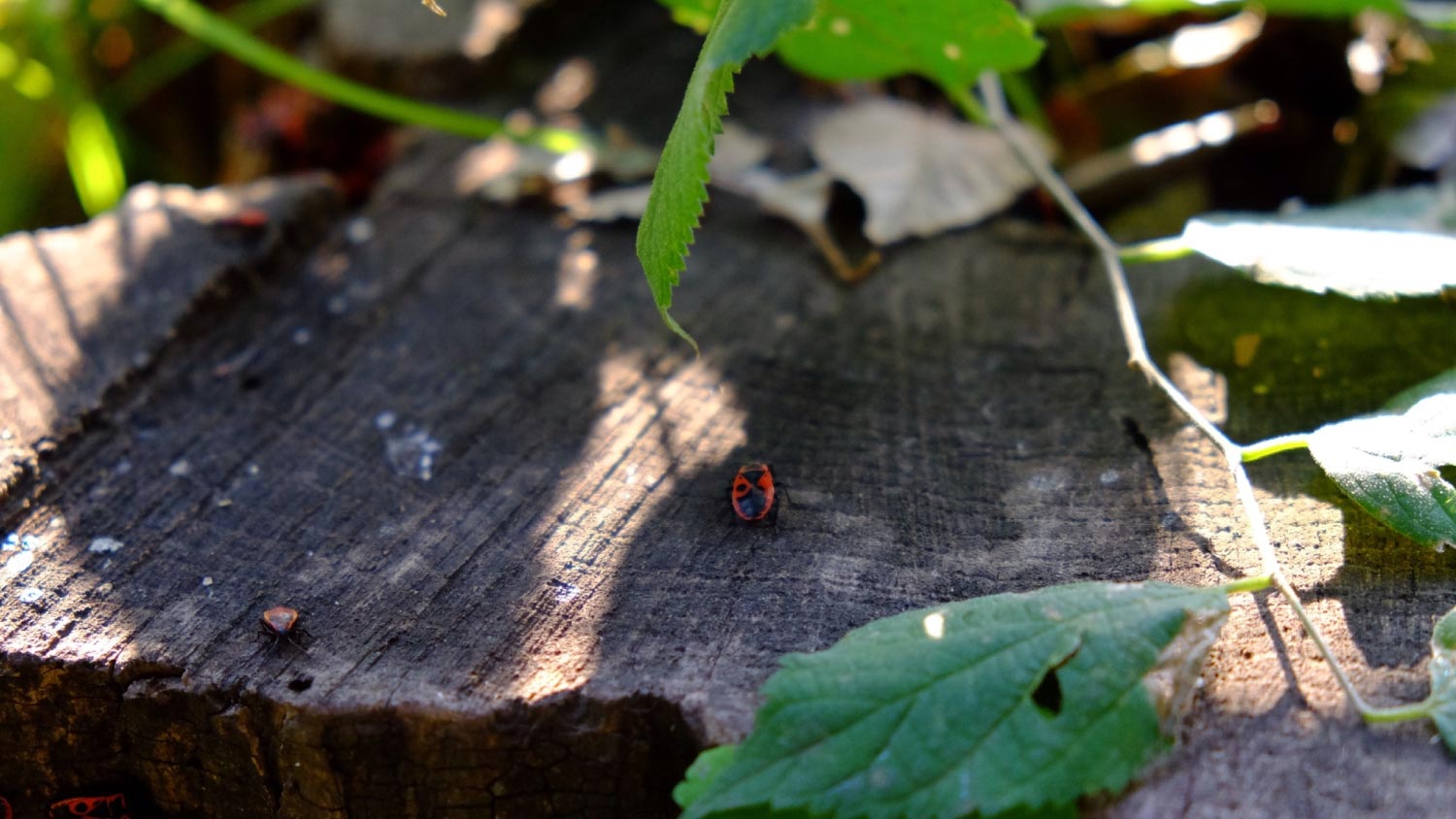 Box elder bugs on wood