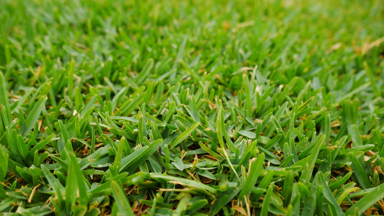 Buffalo lush green grass
