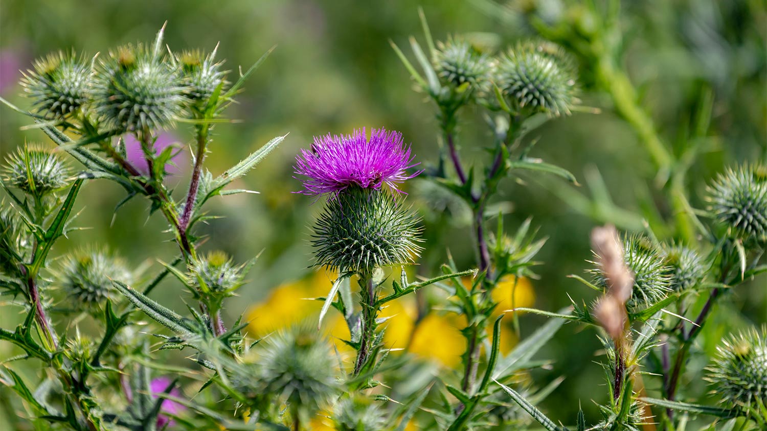 Purple and green bull thistle weeds