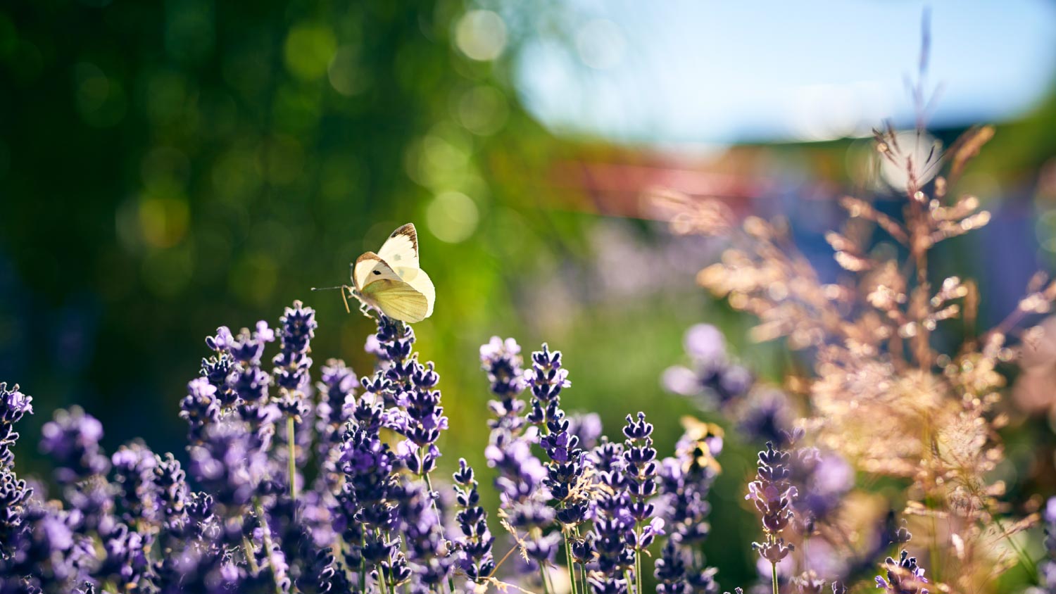 A butterfly sitting on lavender in garden