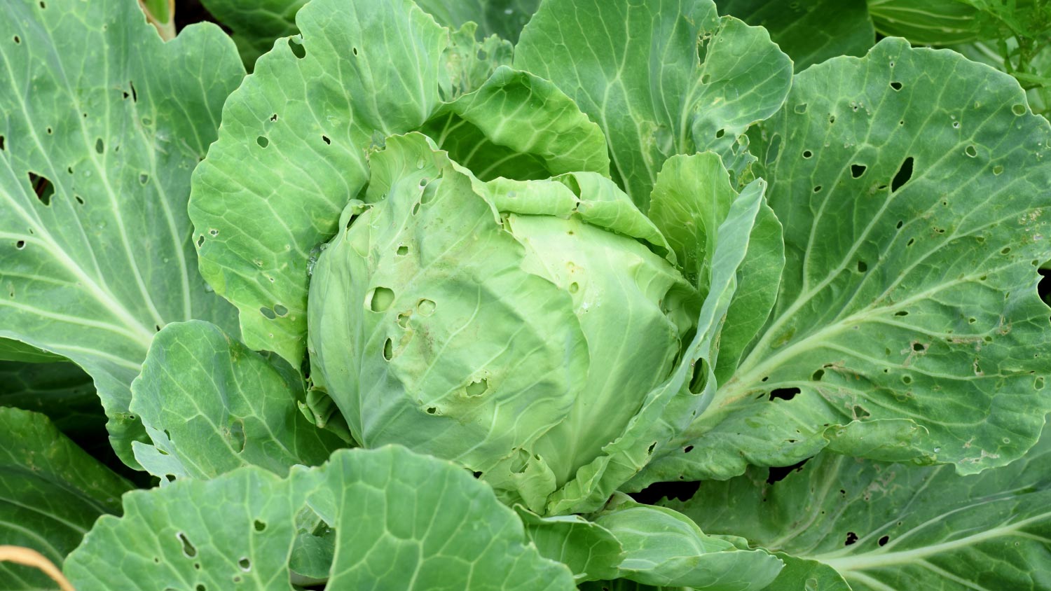 Cabbage with holes in leaves