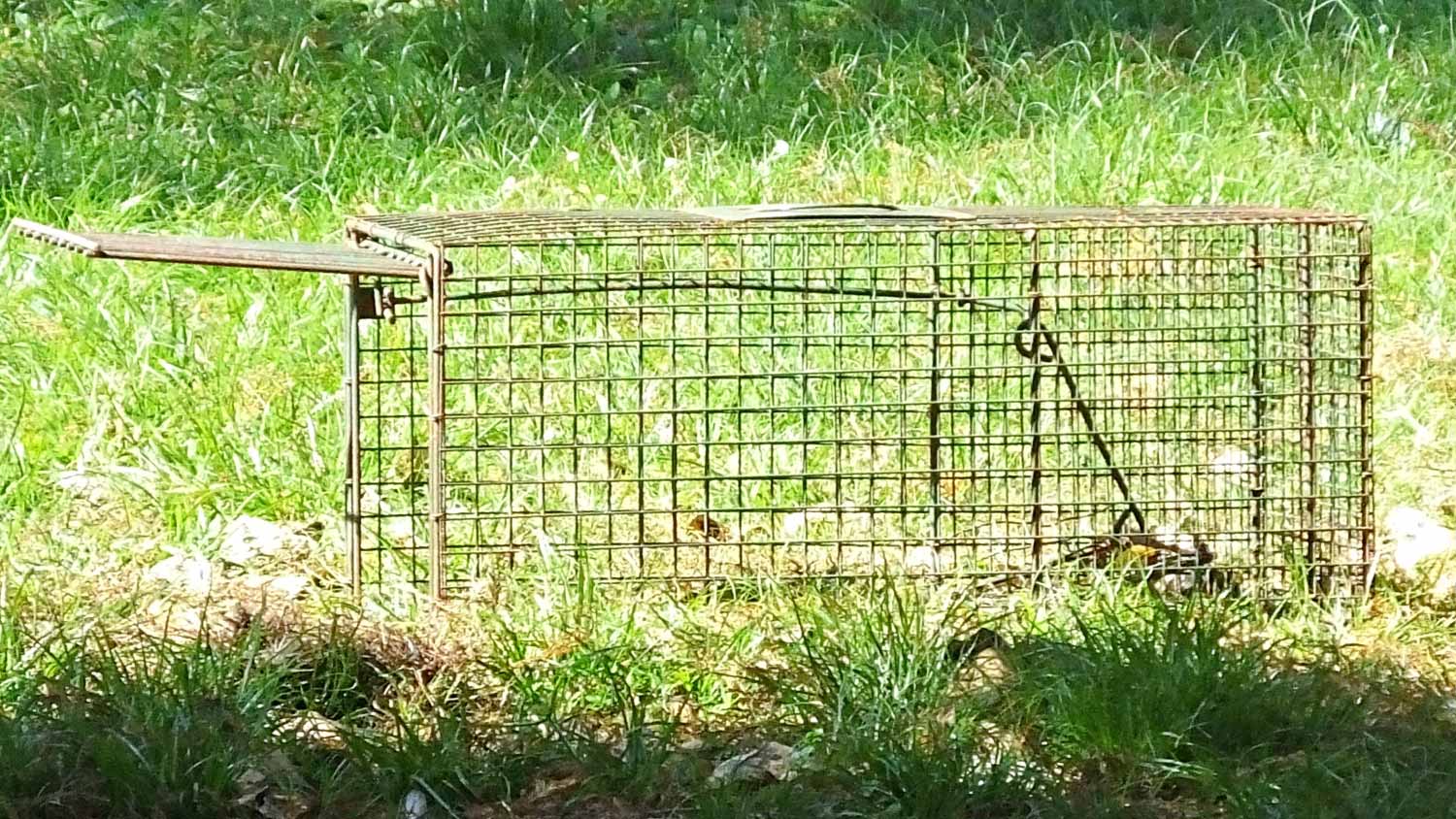 Cage to trap Green Iguanas