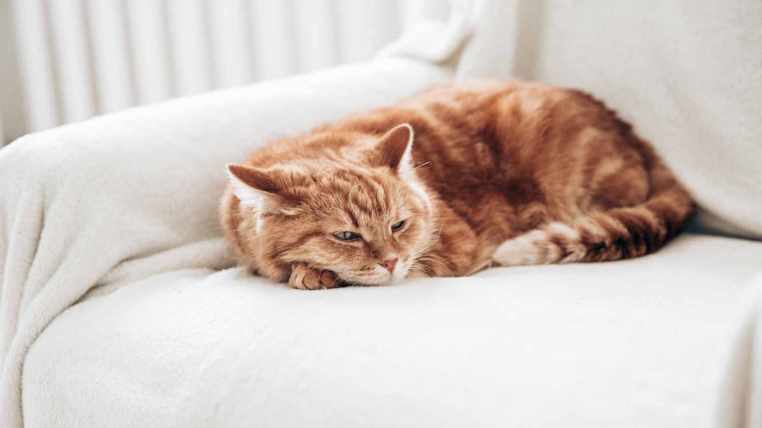 Cat sleeping in a chair