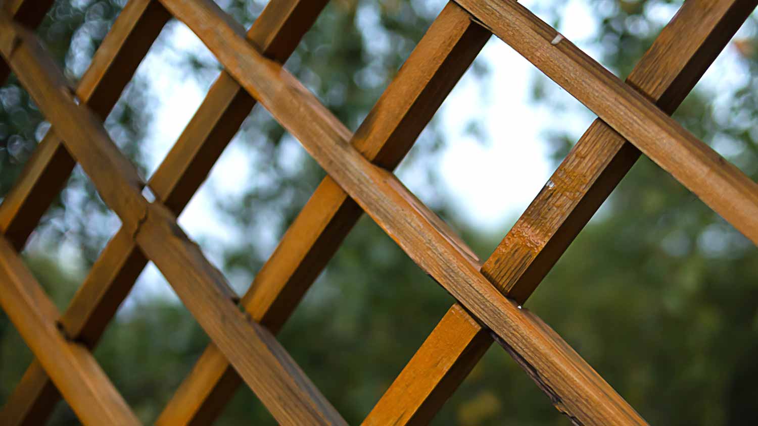 Cedar trellis fence