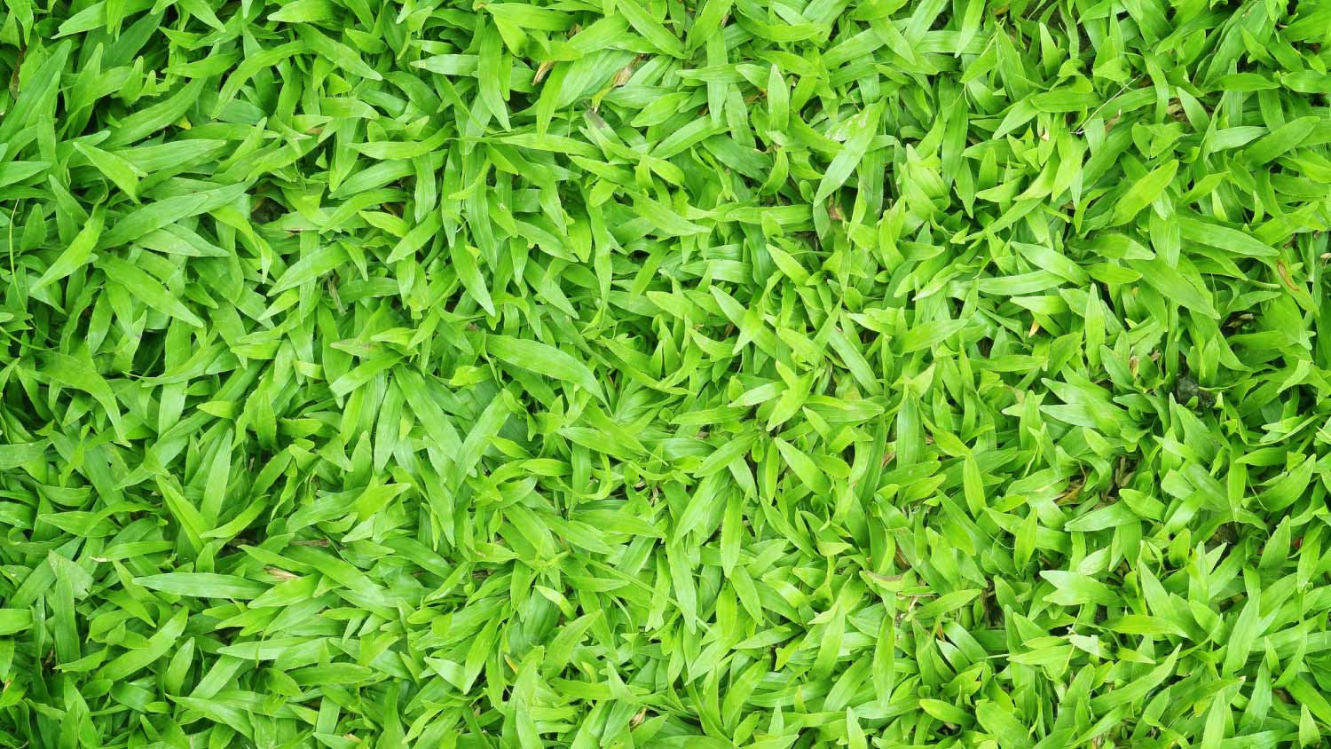 Centipede grass background