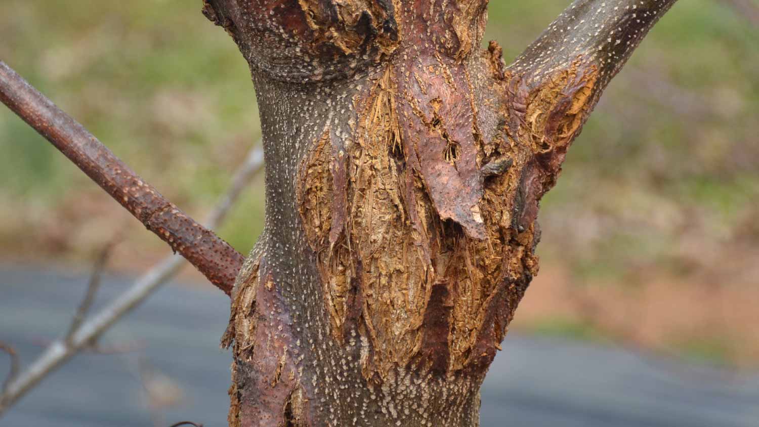 Chestnut tree with blight