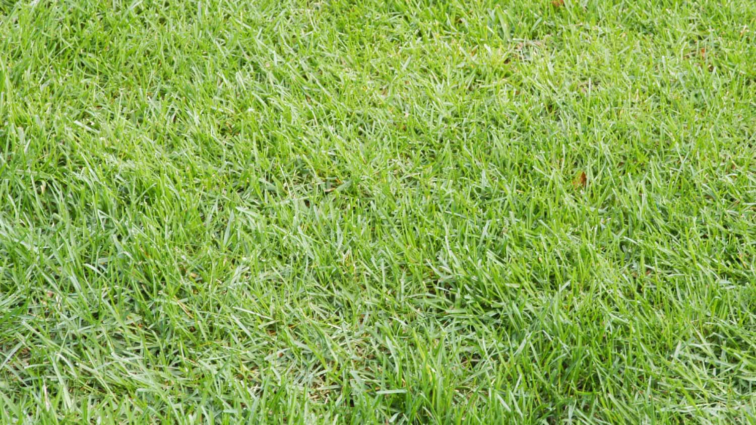 Close up Bahia grass