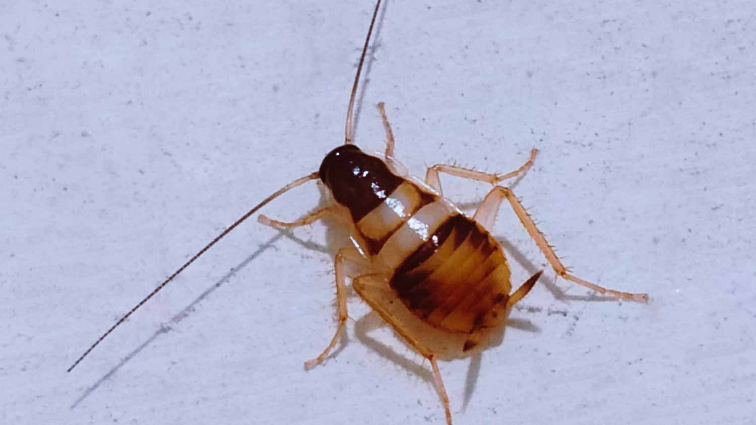 Close up Brown-Banded cockroach