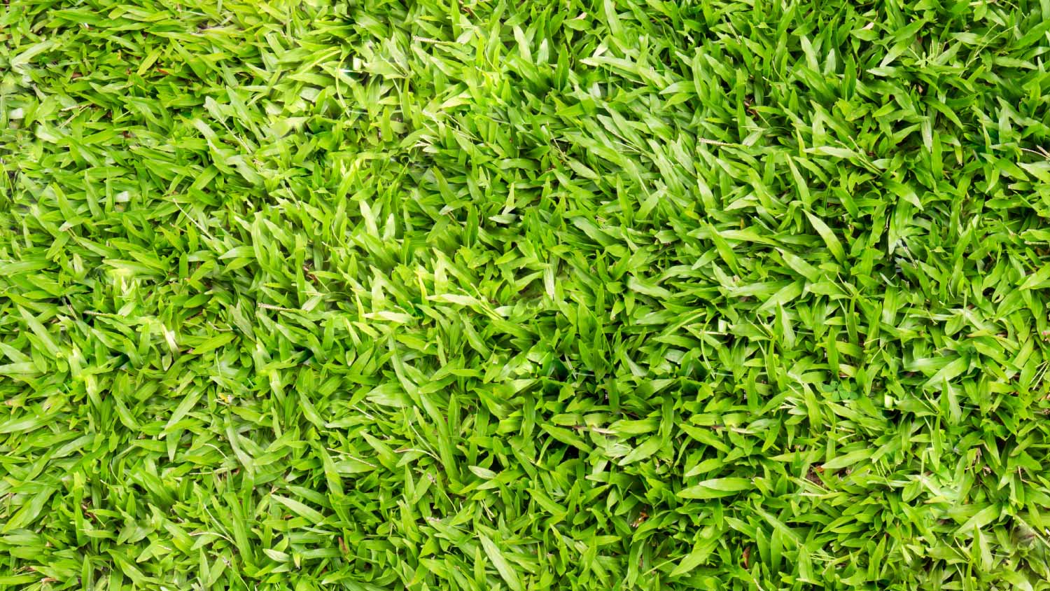 Close up Centipede grass