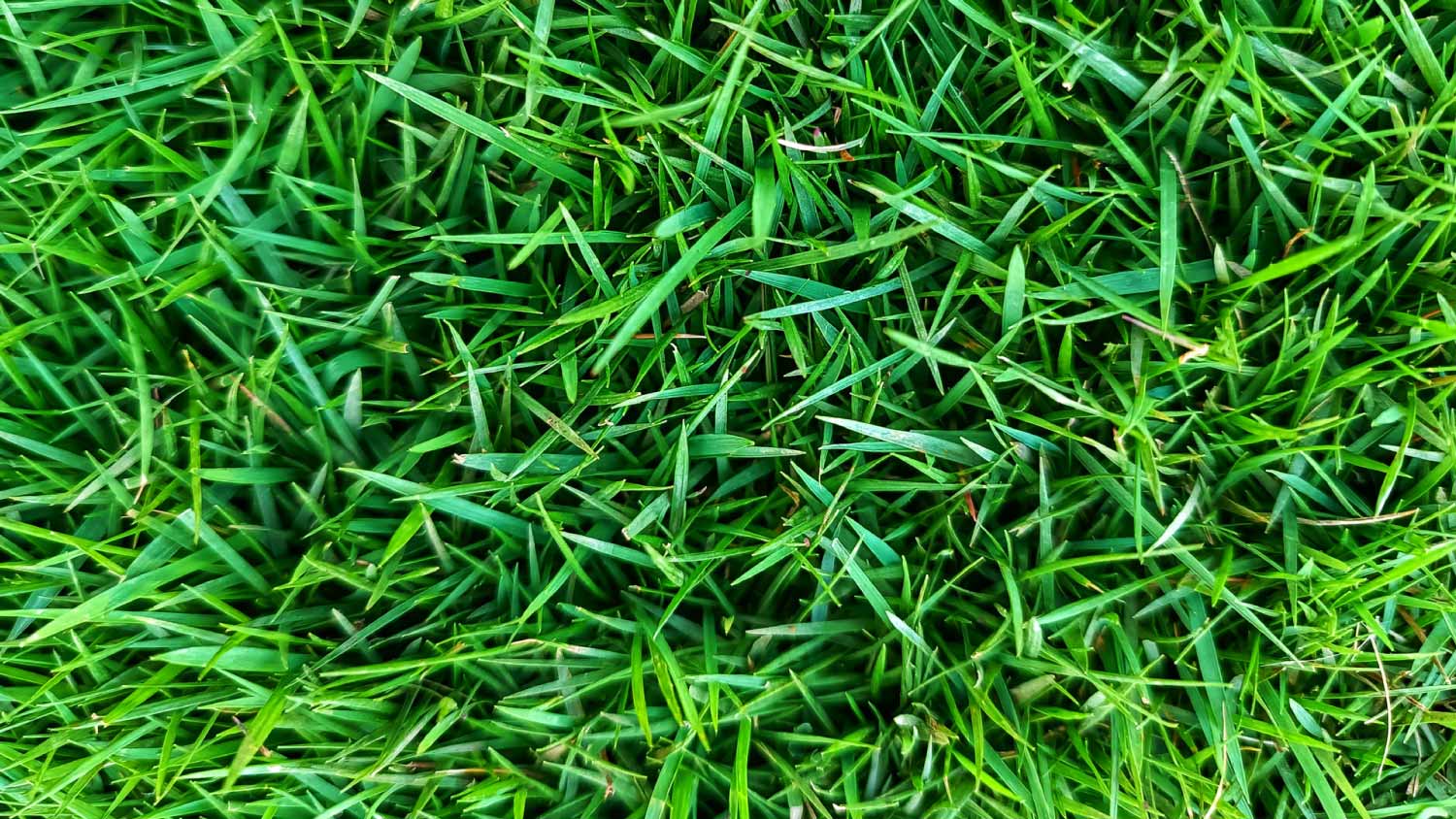 Close up Zoysia grass