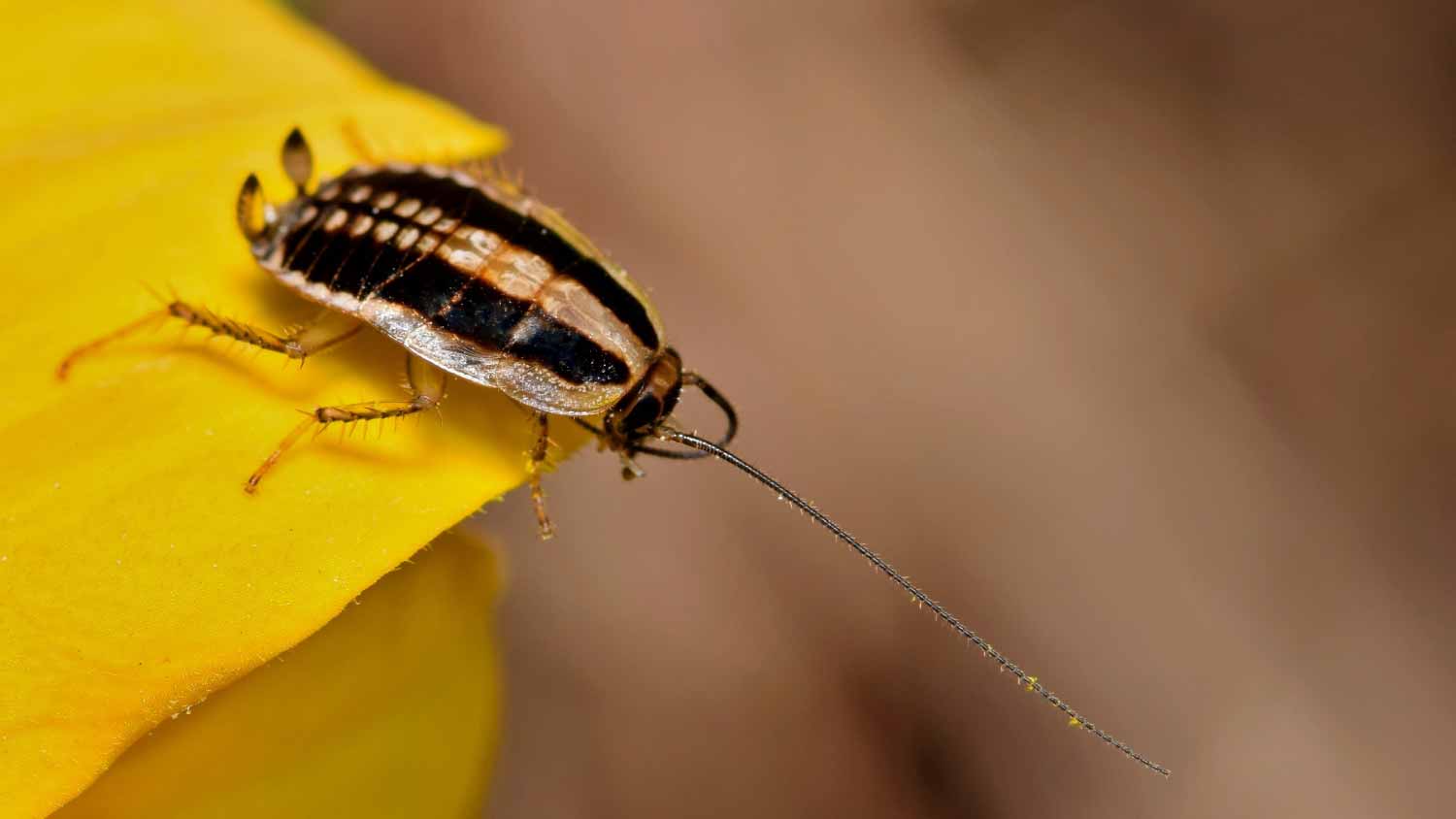 Close up asian cockroach