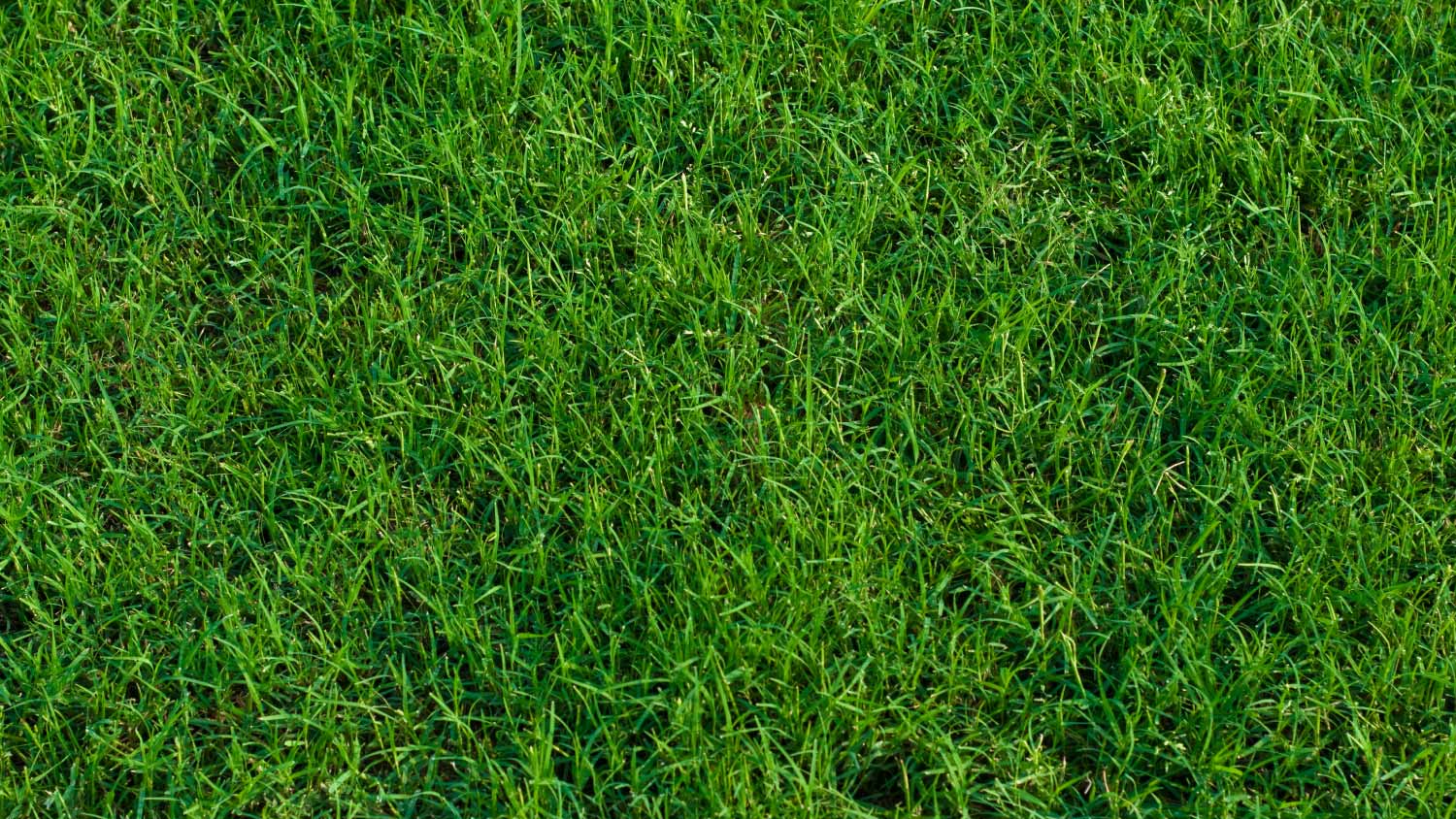 Close up bermuda grass