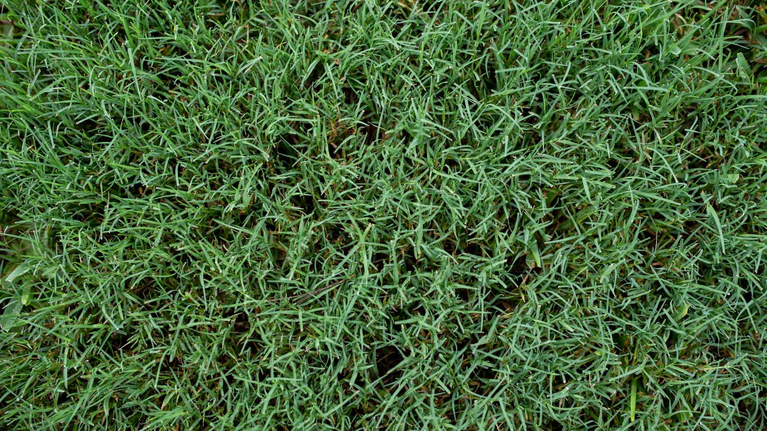 Close up bermuda grass