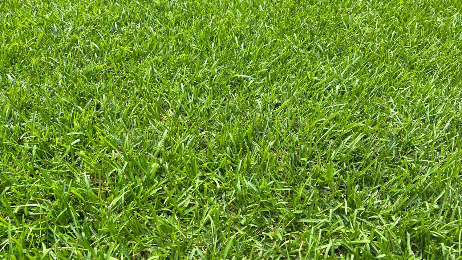 Close up of centipede grass