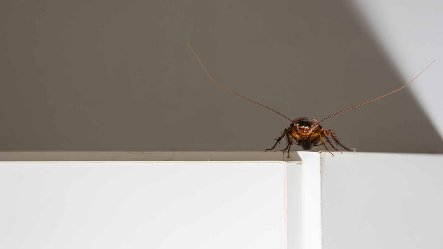 Close up a cockroach on white cupboard