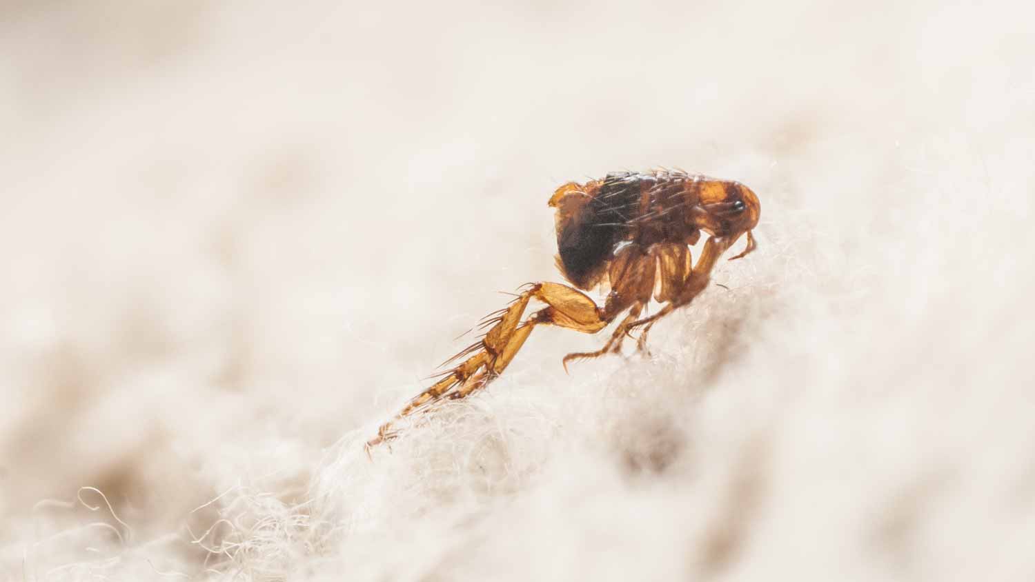 Close up of a dog flea