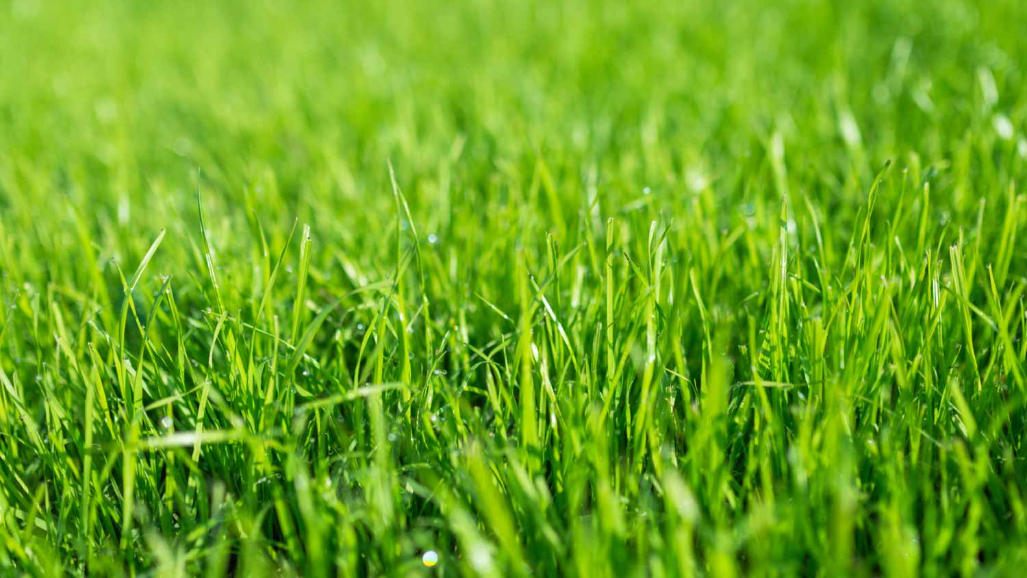 Close up fescue grass