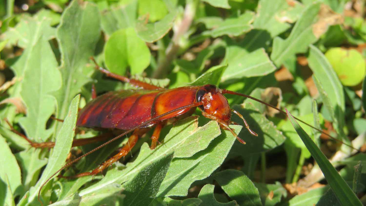 Close up florida cockroach